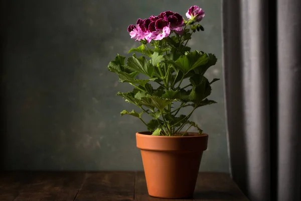 Flor Pelargonium Real Família Geraniaceae Vaso Cerâmico — Fotografia de Stock