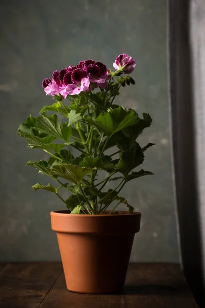 Flor Pelargonium Real Família Geraniaceae Vaso Cerâmico — Fotografia de Stock