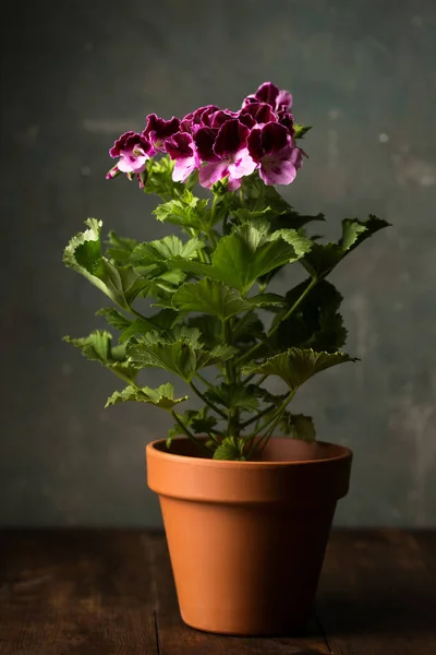 Flor Pelargonium Real Família Geraniaceae Vaso Cerâmico — Fotografia de Stock