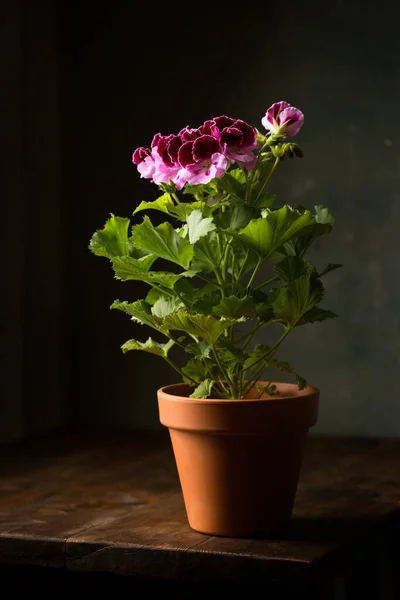 Flor Pelargonium Real Família Geraniaceae Vaso Cerâmico — Fotografia de Stock