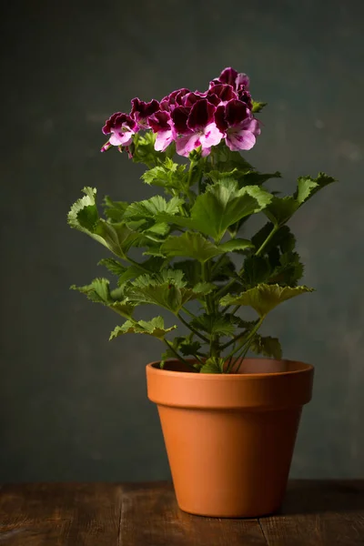 Королевский Цветок Пеларгонии Семейство Geraniaceae Керамическом Горшке — стоковое фото