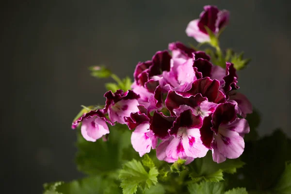 Royal Pelargonium Flower Family Geraniaceae Close — Fotografia de Stock