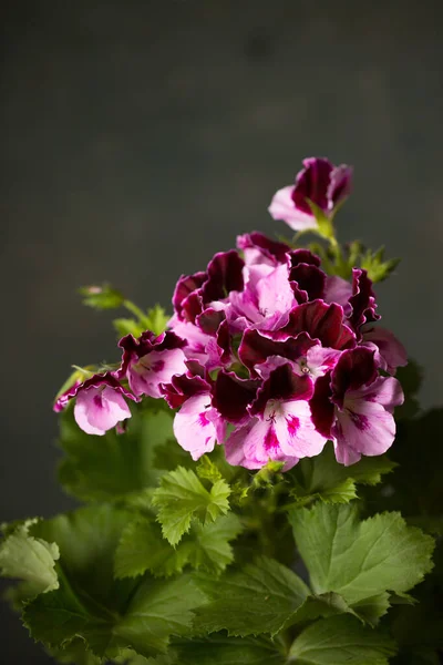 Kraliyet Pelargonium Çiçeği Geraniaceae Ailesi Yakın Plan — Stok fotoğraf