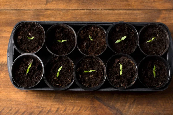 Growing Peppers Pots Seedlings Garden — Stock Photo, Image