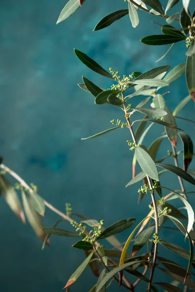 Young Olive Tree White Pot Dark Background — Stock Photo, Image