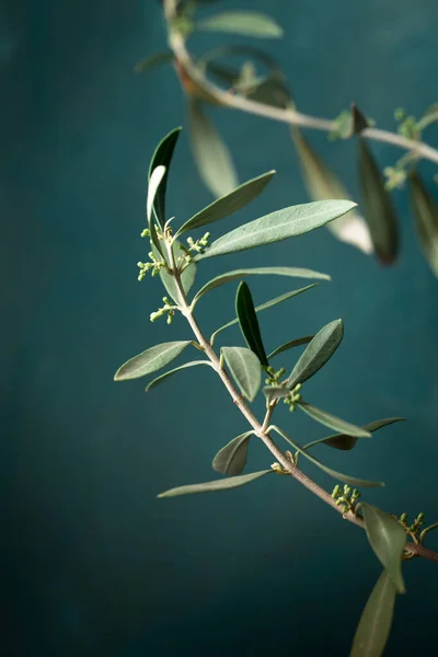 Young Olive Tree White Pot Dark Background — Stock Photo, Image