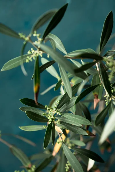 Young Olive Tree White Pot Dark Background — Stock Photo, Image