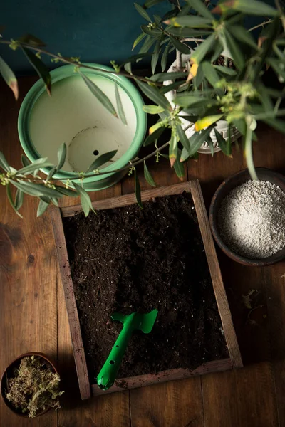 Genç bir zeytin ağacını yeni bir kaba naklediyorum. Kırsal yaşam