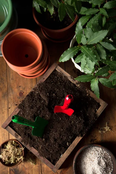 Transplanting Young Laurel Trees New Pots New Soil Rustic Still — Stock Photo, Image