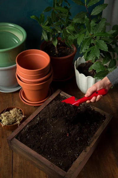 Menina Transplantando Plantas Pote Primavera Rústico Ainda Vida — Fotografia de Stock