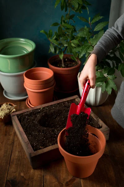 Menina Transplantando Plantas Pote Primavera Rústico Ainda Vida — Fotografia de Stock