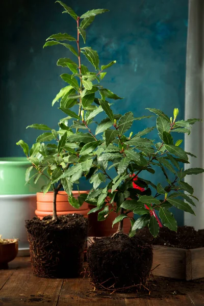 Árvores Louro Com Torrão Terra Estão Prontas Para Transplantar Pote — Fotografia de Stock