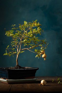 Küçük dekoratif nar bonsai ağacı koyu bir arka planda saksıda.