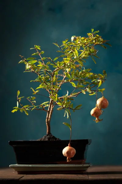 Küçük Dekoratif Nar Bonsai Ağacı Koyu Bir Arka Planda Saksıda — Stok fotoğraf