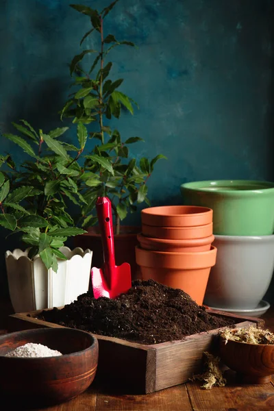 Transplanting Young Laurel Trees New Pots New Soil — Stock Photo, Image