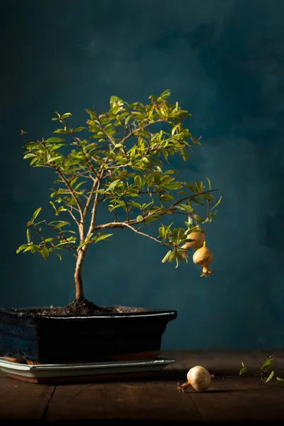 Pequena Romã Decorativa Bonsai Árvore Pote Fundo Escuro — Fotografia de Stock