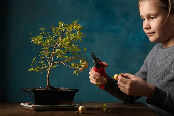 Menina Corte Frutas Uma Árvore Romã Miniatura Fundo Escuro — Fotografia de Stock