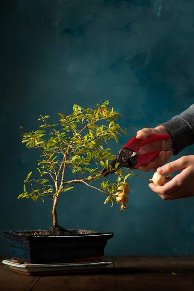 Menina Corte Frutas Uma Árvore Romã Miniatura Fundo Escuro — Fotografia de Stock