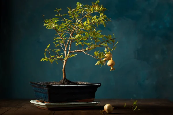 Pequena Romã Decorativa Bonsai Árvore Pote Fundo Escuro — Fotografia de Stock