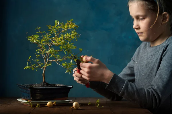 Menina Corte Frutas Uma Árvore Romã Miniatura Fundo Escuro — Fotografia de Stock