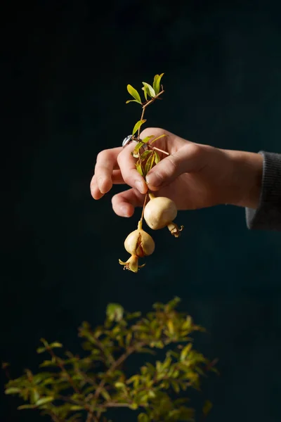 Menina Segurando Frutas Uma Árvore Romã Miniatura Sua Mão Fundo — Fotografia de Stock