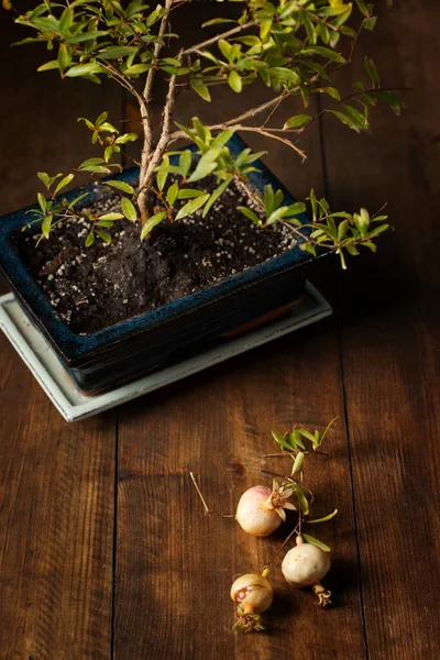 Pequena Romã Decorativa Bonsai Árvore Pote Fundo Escuro — Fotografia de Stock