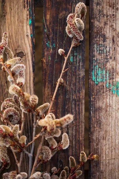 Bourgeons Florissants Sur Des Branches Saule Sur Fond Bois — Photo