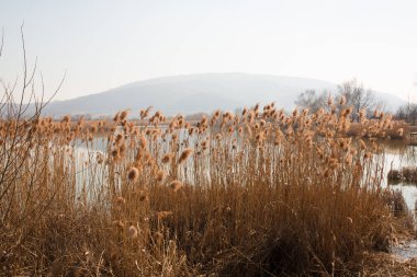 Gölden Kara Dağ 'a, Vynohradiv' e, Transcarpathian bölgesine güzel bir ilkbahar manzarası.