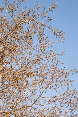 Büyük söğüt ağacı gökyüzüne karşı