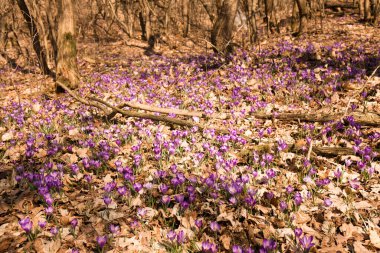 Güneşli bir ormanda çiçek açan bahar timsahları.