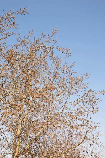 Grote Bloeiende Wilgenboom Tegen Lucht — Stockfoto