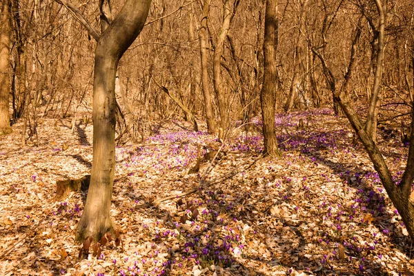 Güneşli Bir Ormanda Çiçek Açan Bahar Timsahları — Stok fotoğraf
