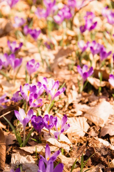 Polana Kwitnących Wiosennych Krokusów Słonecznym Lesie — Zdjęcie stockowe