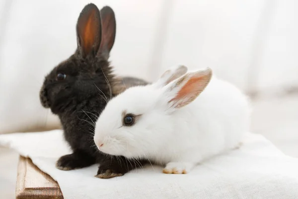 Pair Fluffy Rabbits Willow Easter Concept — Stock Photo, Image