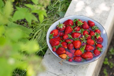 Bahçede büyük bir kase suyla olgun çilekler.