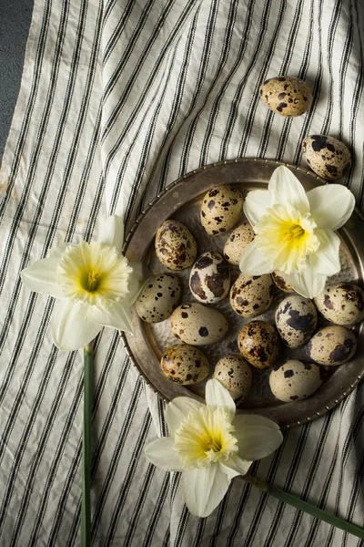 Quail Eggs Metal Plate Spring Daffodils — Stock Photo, Image