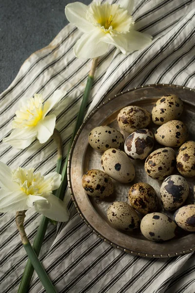 Quail Eggs Metal Plate Spring Daffodils — Stock Photo, Image