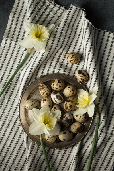 Quail Eggs Metal Plate Spring Daffodils — Stock Photo, Image