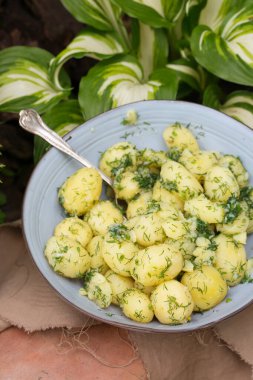 Bahçede dereotlu ve sarımsaklı haşlanmış patates.