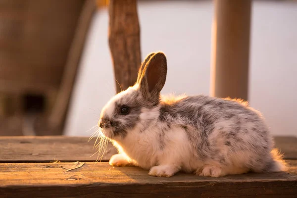 Domestic Little Rabbit Sitting Bench Evening Sun — Stock Photo, Image