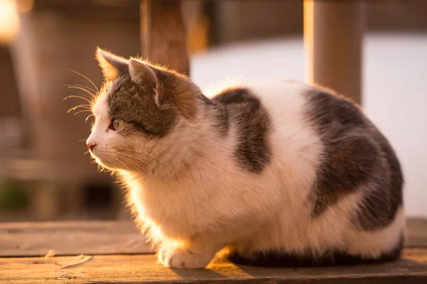 Tamkatt Sittande Bänk Kvällssolen — Stockfoto