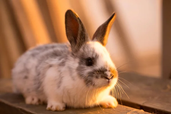 Domestic Little Rabbit Sitting Bench Evening Sun — Stock Photo, Image