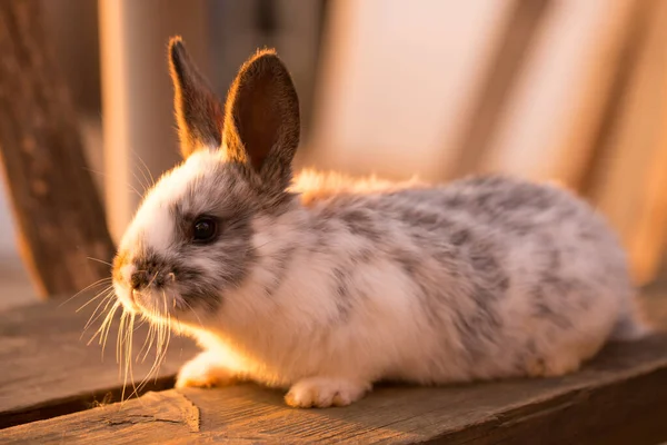 Domestic Little Rabbit Sitting Bench Evening Sun — Stock Photo, Image