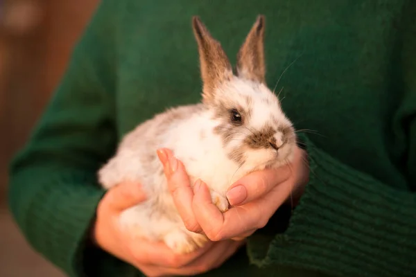 Young Woman Green Sweater Holds Small Rabbit Her Hands — Stock Photo, Image