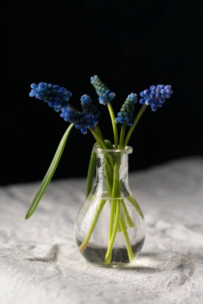 Flores Azules Muscarispring Florero Pequeño Transparente —  Fotos de Stock