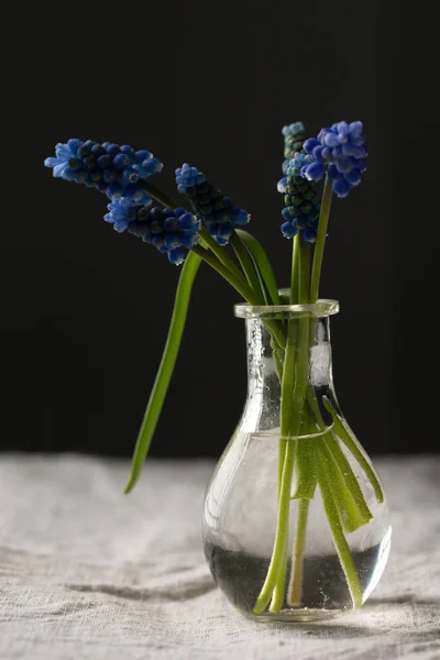 Μοσχαρίσπρια Μπλε Λουλούδια Ένα Διαφανές Μικρό Βάζο — Φωτογραφία Αρχείου