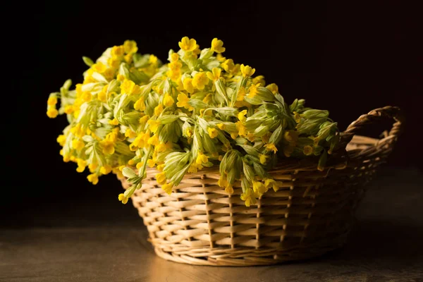 Bouquet Yellow Primrose Vine Basket — стоковое фото