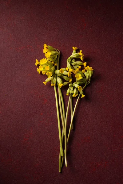 Boeket Geneeskrachtige Primrose Een Bourgondische Achtergrond — Stockfoto