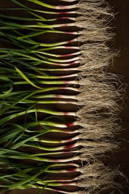 Koyu arkaplanda yeşil sarımsak yaprakları.