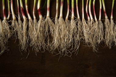 Koyu arkaplanda yeşil sarımsak yaprakları.
